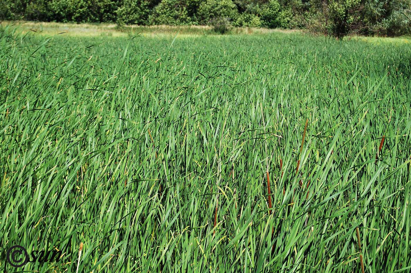 Изображение особи Typha austro-orientalis.