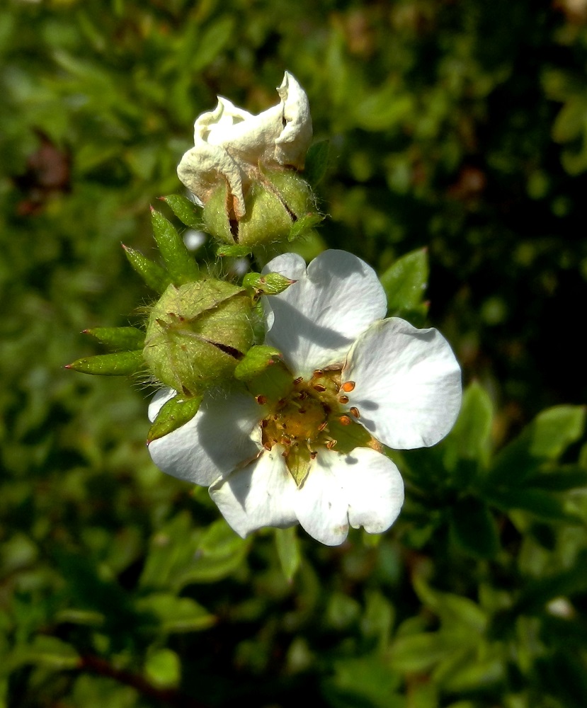 Image of Dasiphora fruticosa specimen.