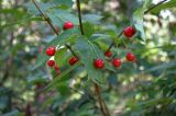 Lonicera sachalinensis