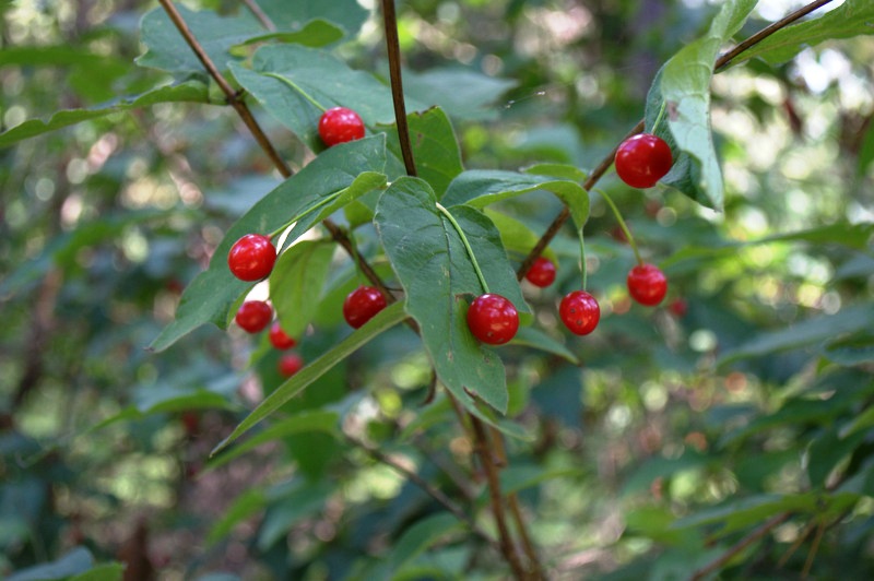 Изображение особи Lonicera sachalinensis.