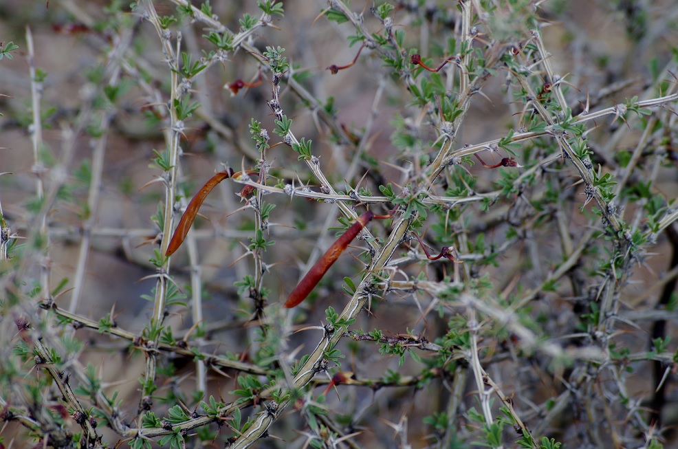 Image of genus Caragana specimen.