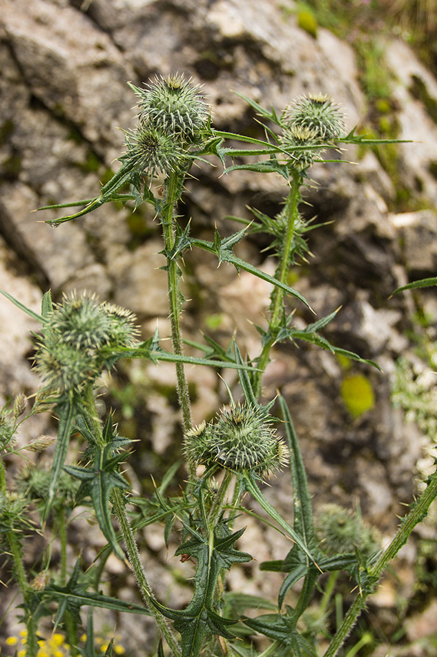 Image of Cirsium vulgare specimen.