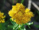 Rhodiola litwinowii