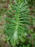 Cunninghamia lanceolata