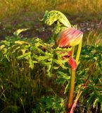 Heracleum sibiricum. Верхушка побега с разворачивающимся соцветием. Кольский п-ов, Восточный Мурман, пос. Дальние Зеленцы. 26.07.2009.