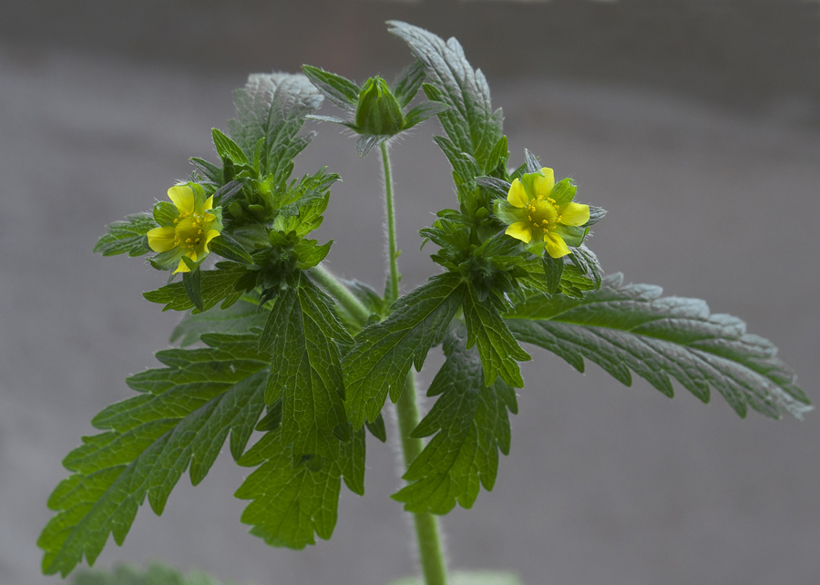 Изображение особи Potentilla norvegica.