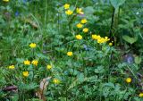 Ranunculus repens. Верхушки цветущих растений. Московская обл., Истринский р-н, Павловская слобода. 12.06.2008.