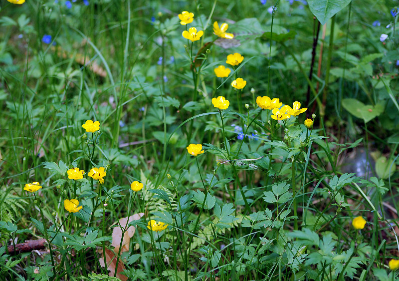 Изображение особи Ranunculus repens.