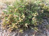 Oxytropis sordida