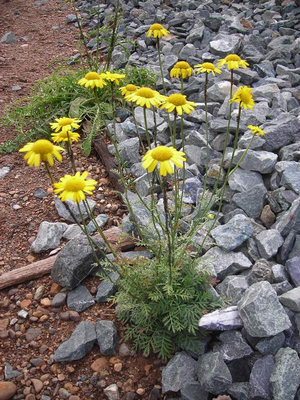 Image of Anthemis tinctoria specimen.