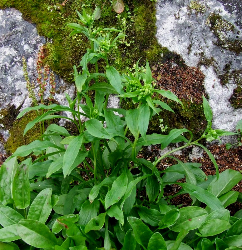 Изображение особи Solidago virgaurea ssp. lapponica.