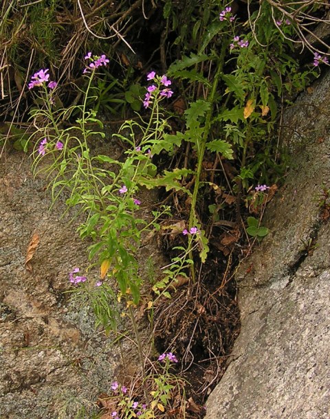 Изображение особи Dontostemon hispidus.