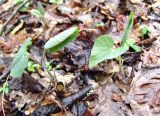 Aristolochia steupii