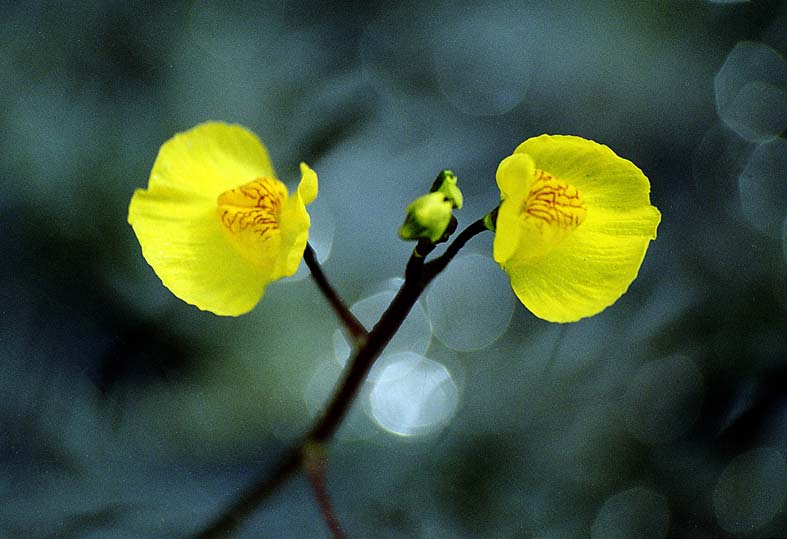 Изображение особи Utricularia &times; neglecta.
