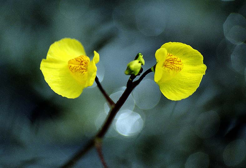 Изображение особи Utricularia australis.