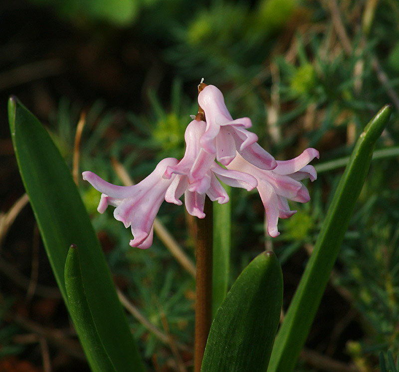 Изображение особи Hyacinthus orientalis.