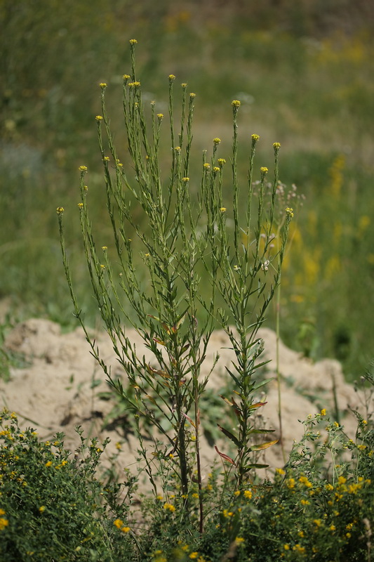 Изображение особи Erysimum hieraciifolium.