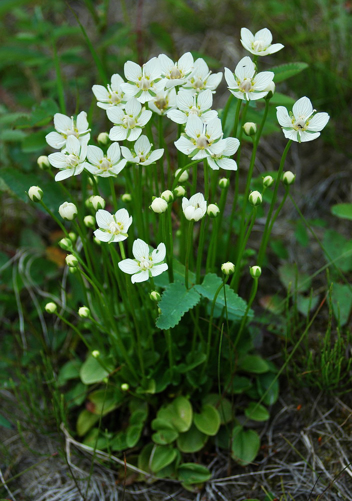 Изображение особи Parnassia palustris.