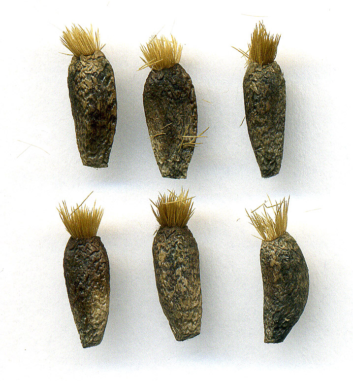 Image of Arctium nemorosum specimen.