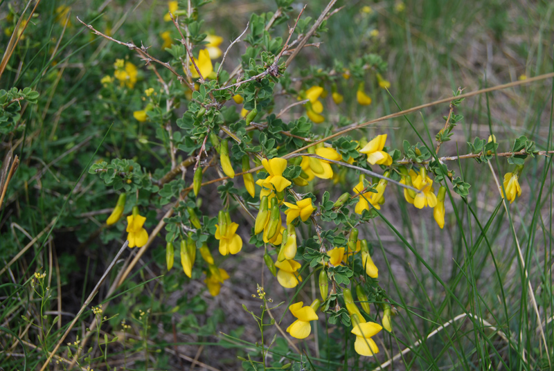 Image of Caragana frutex specimen.