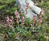 Corydalis ledebouriana. Цветущие растения. Кыргызстан, Чуйская обл., предгорье, склон восточнее с. Орто-Сай. 23.03.2015.