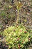 Jovibarba globifera