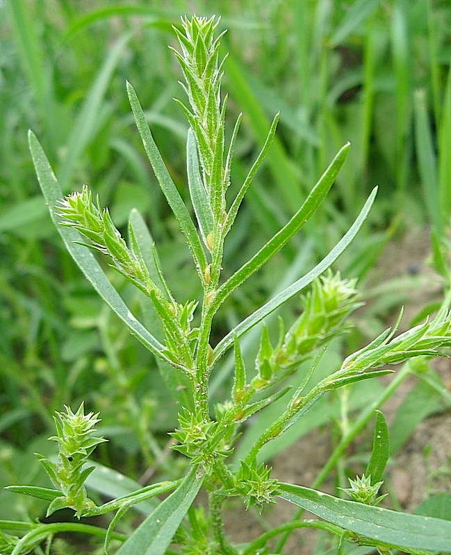 Изображение особи Corispermum sibiricum.