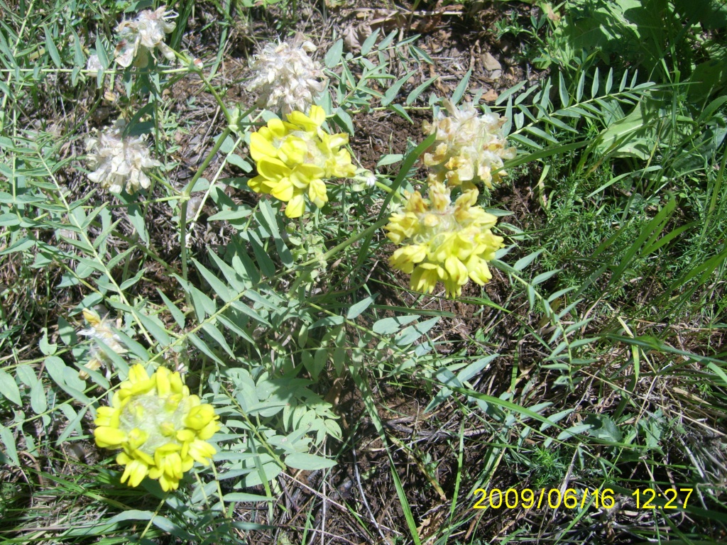 Image of Astragalus regelii specimen.