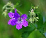 Geranium sylvaticum. Цветки и бутоны. Московская обл., Раменский р-н, окр. ж.-д. платформы Хрипань, просека под ЛЭП. 31.05.2015.