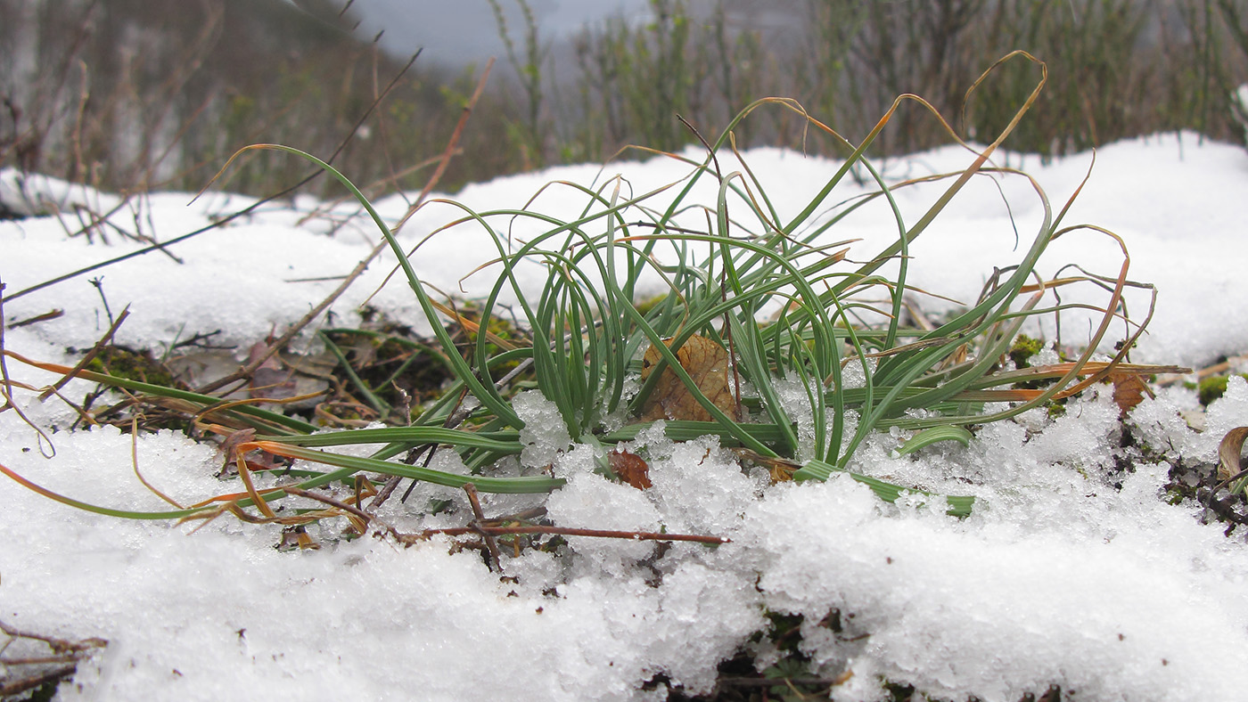 Image of Asphodeline lutea specimen.