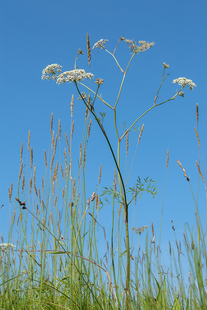 Image of Thyselium palustre specimen.