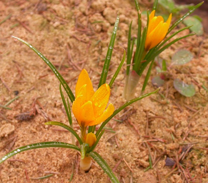 Изображение особи Crocus korolkowii.