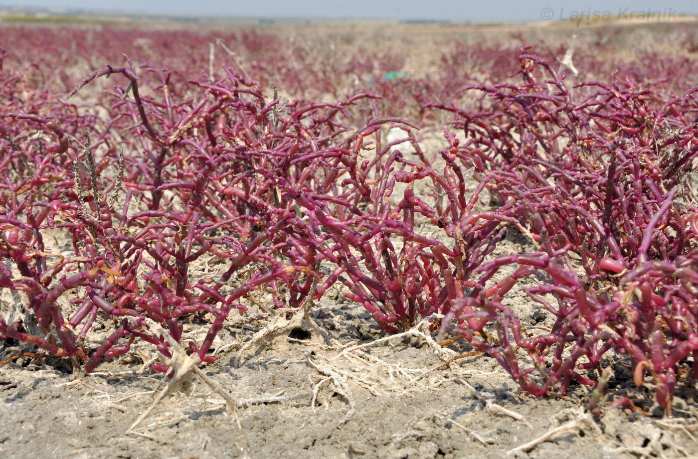 Image of Salicornia perennans specimen.