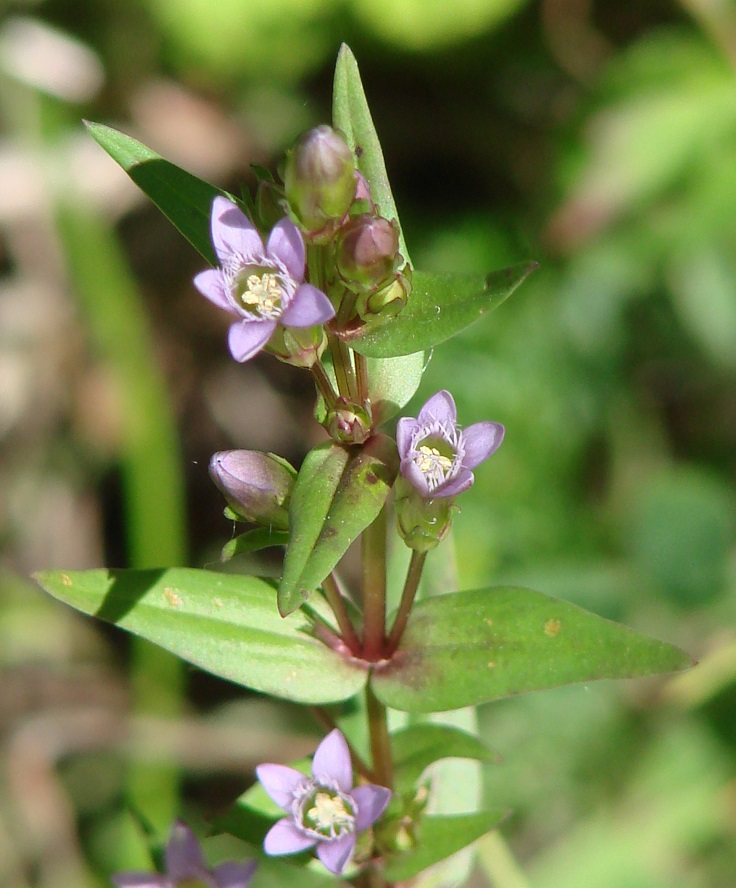 Image of Gentianella acuta specimen.