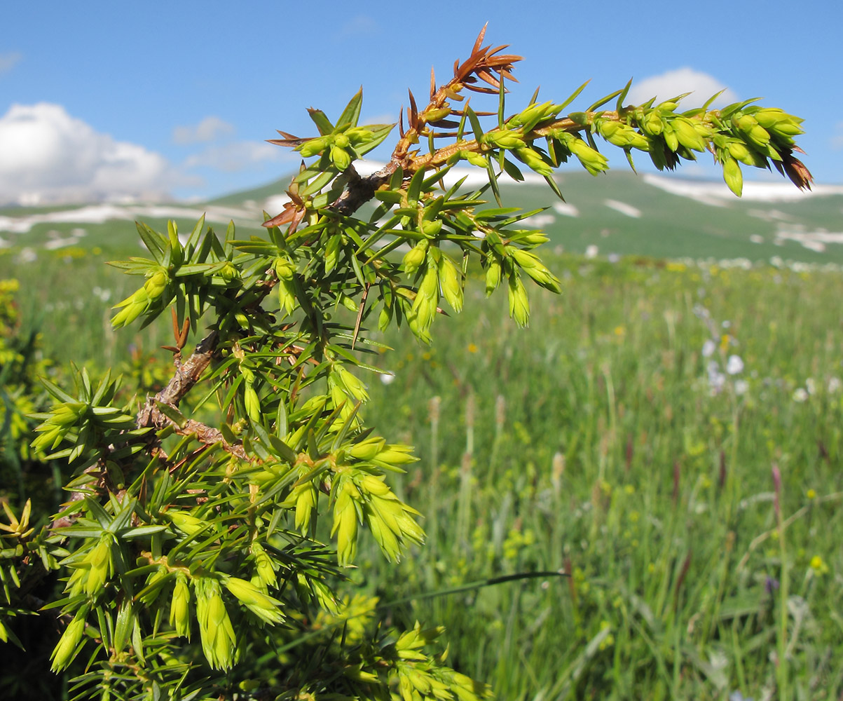 Image of Juniperus hemisphaerica specimen.