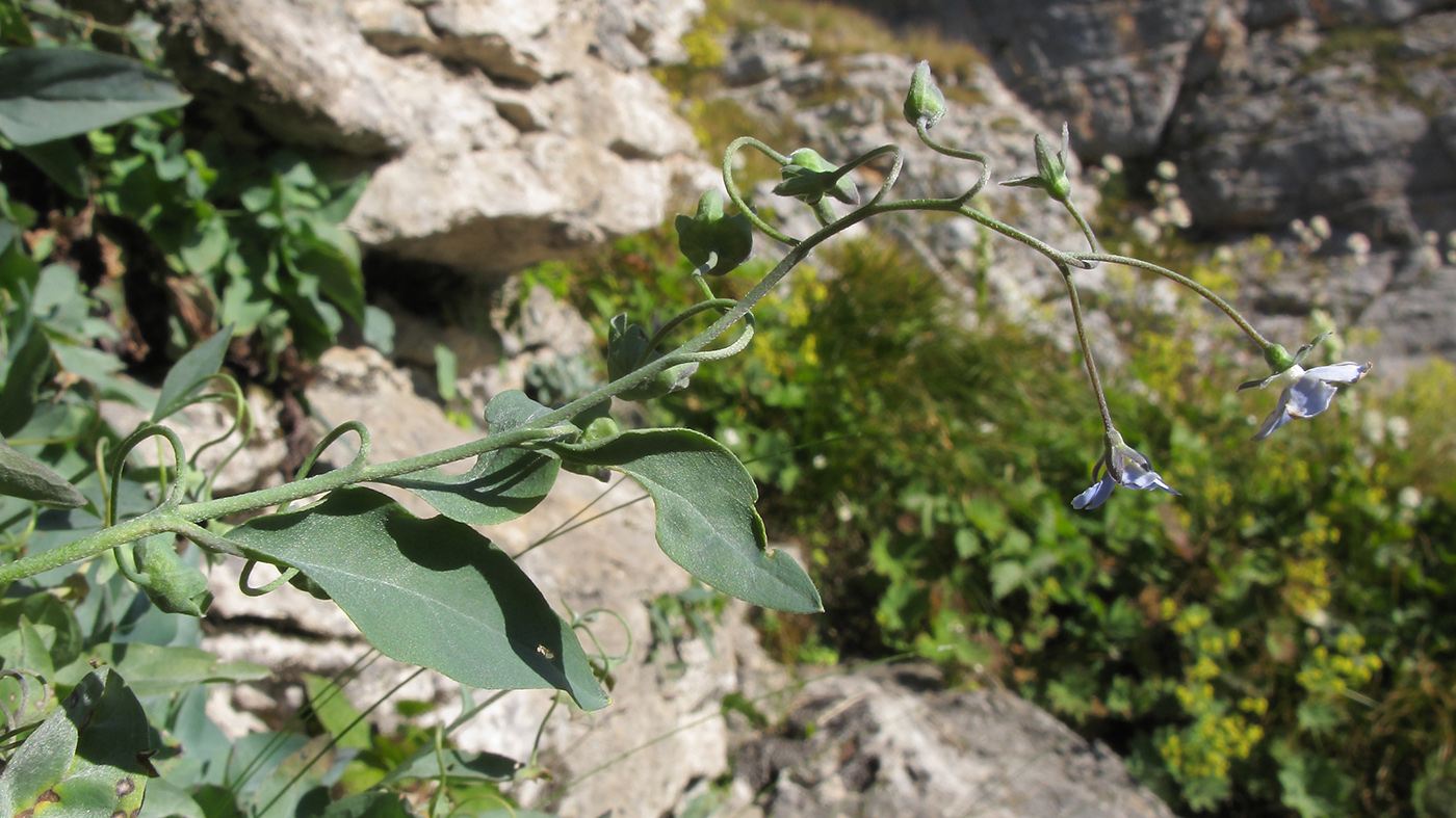 Image of Omphalodes lojkae specimen.