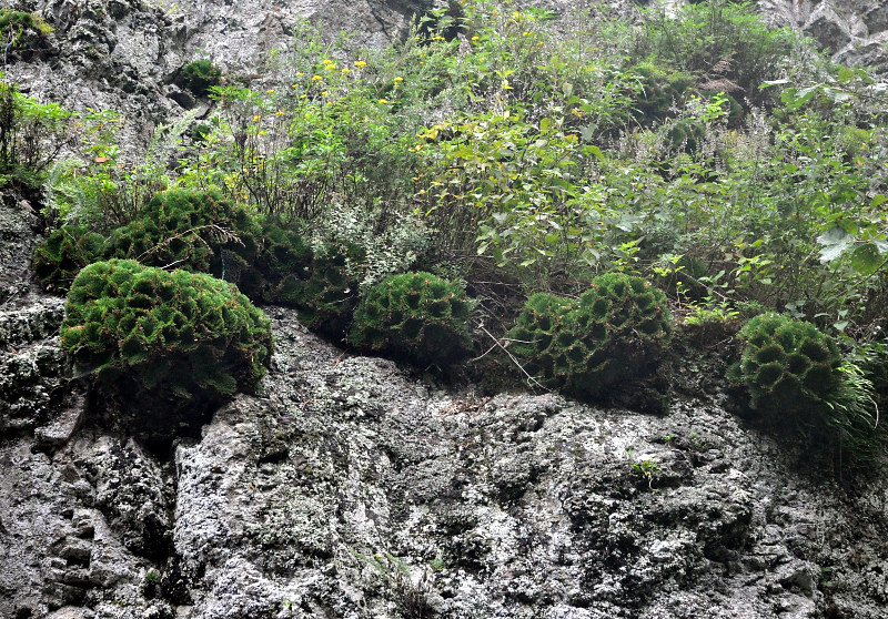 Image of Selaginella tamariscina specimen.