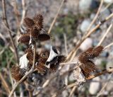 Xanthium orientale