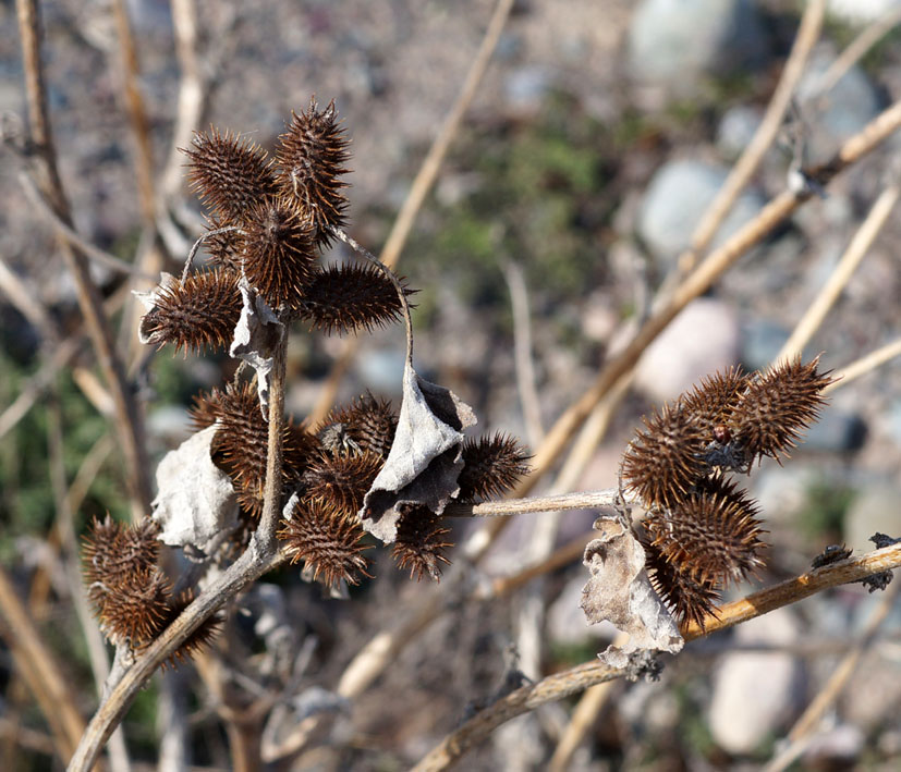 Image of Xanthium orientale specimen.