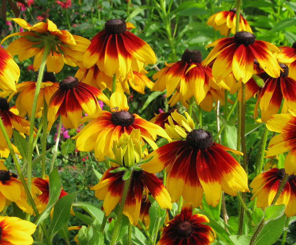 Image of Rudbeckia hirta specimen.