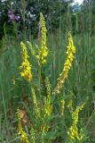 Melilotus officinalis. Верхушка цветущего растения. Челябинская обл., окр. г. Челябинск, Золотая горка, обочина дороги в берёзовом лесу. 30.06.2014.