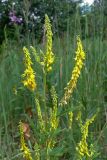 Melilotus officinalis