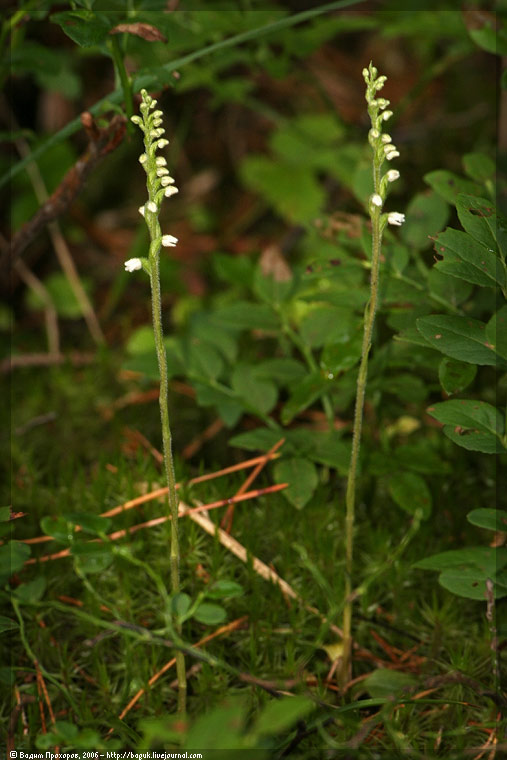 Image of Goodyera repens specimen.