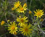 Senecio jacobaea. Соцветия с кормящимися клопами-слепняками и трипсами. Татарстан, Бавлинский р-н, остепнённый склон. 27.06.2015.