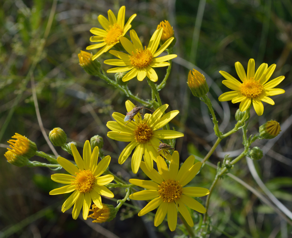 Изображение особи Senecio jacobaea.