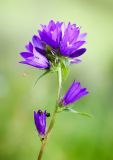 Campanula glomerata. Соцветие с кормящимися мухами и охотящимся пауком. Пермский край, Чусовской р-н, долина р. Чусовая, большая поляна, пологий склон южной экспозиции. 17.07.2014.