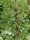 genus Rumex. Верхушка цветущего растения. Кыргызстан, Нарынская обл., левый берег р. Нарын, долина руч. Ирису. 12.06.2015.
