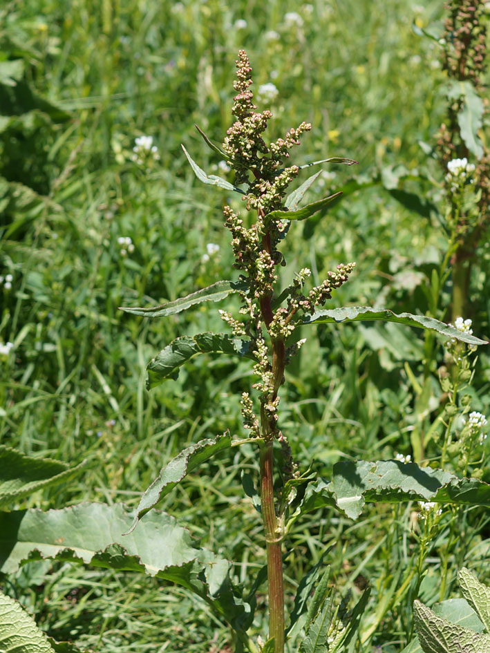 Image of genus Rumex specimen.