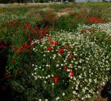 Anthemis pseudocotula