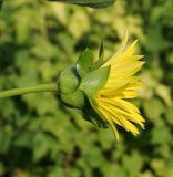 Silphium perfoliatum